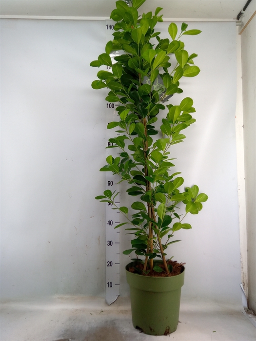 <h4>Ficus microcarpa 'Moclame'</h4>