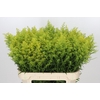 Solidago Tara