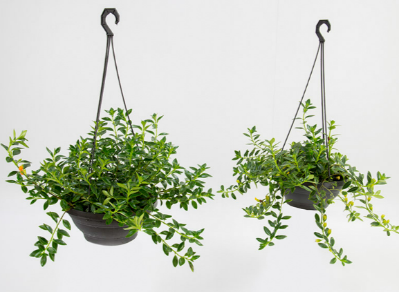 COLUMNEA PEIXINHO C25