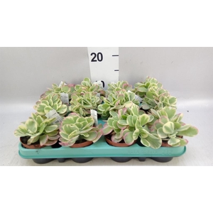 Kalanchoe NF thyrsiflora