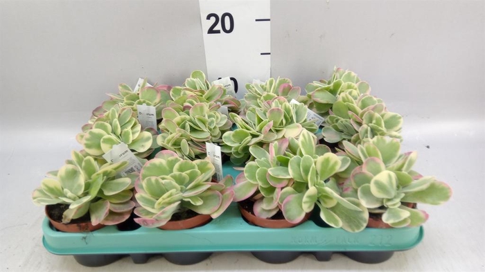 <h4>Kalanchoe NF thyrsiflora</h4>