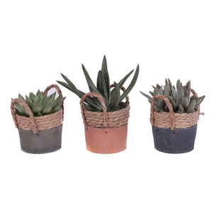 Succulenten mix 10,5 cm in kiribati pot