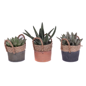 Succulenten mix 10,5 cm in kiribati pot