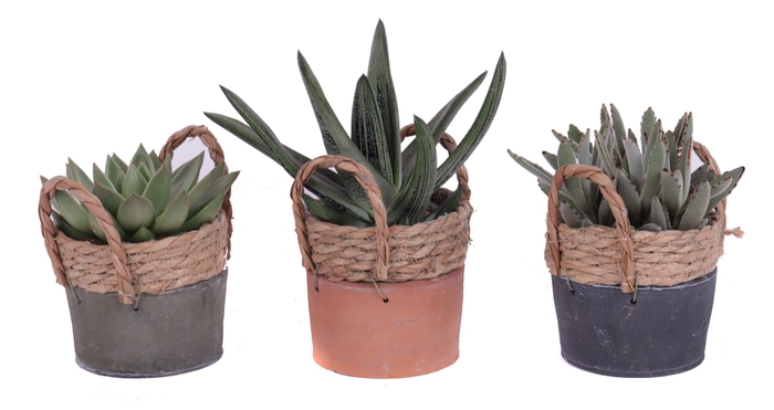 <h4>Succulenten mix 10,5 cm in kiribati pot</h4>