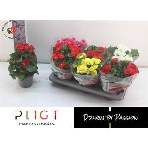 Begonia Elatior Grp dubbelbloemig gemengd