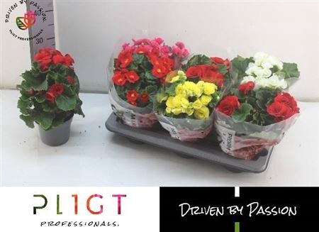 <h4>Begonia Elatior Grp dubbelbloemig gemengd</h4>