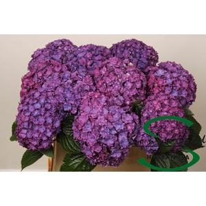 HYDR M ROY ANASTA RS