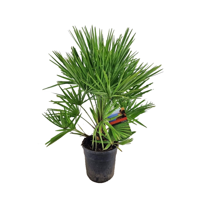 <h4>Chamaerops humilis</h4>
