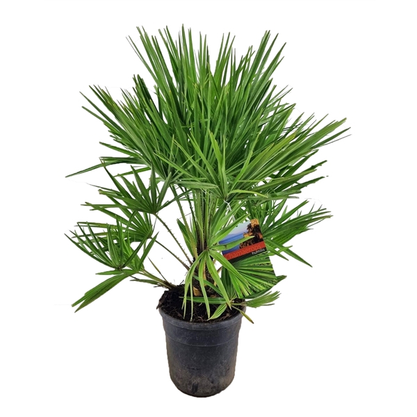 <h4>Chamaerops humilis</h4>