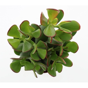Crassula ovata 'Sunset'