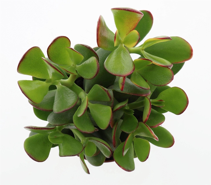 <h4>Crassula ovata 'Sunset'</h4>