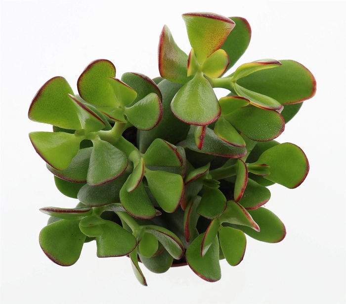 <h4>Crassula ovata 'Sunset'</h4>