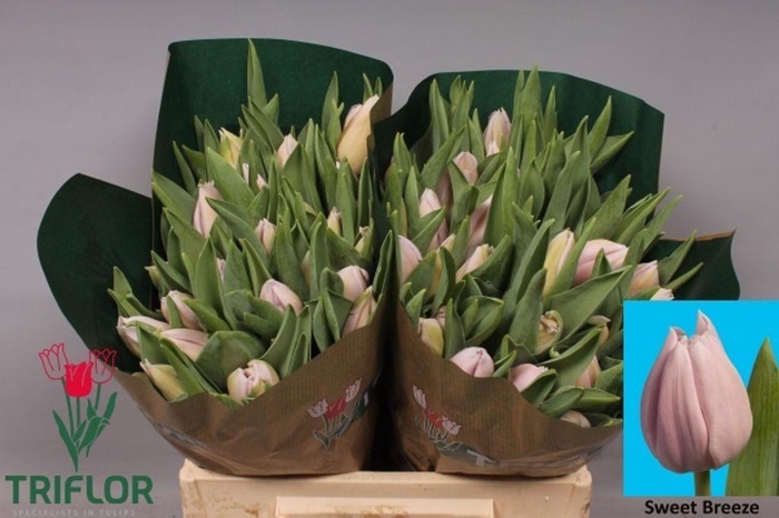 <h4>Tulipa si sweet breeze</h4>