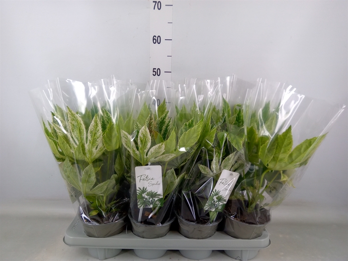 <h4>Fatsia japonica 'Variegata'</h4>