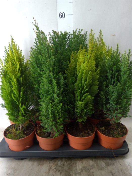 <h4>Conifers   ...mix</h4>