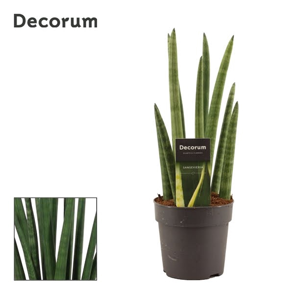 Sansevieria Cylindrica 12 cm Rocket(Decorum)