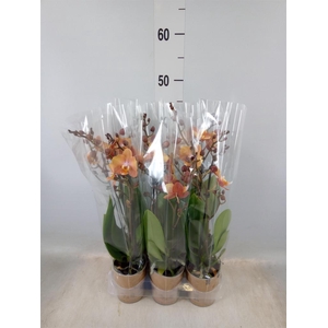 Phalaenopsis multi.   ...orange