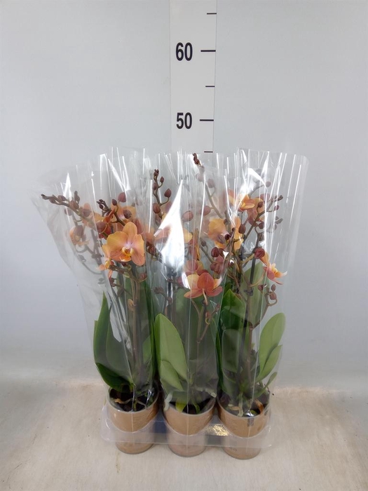 <h4>Phalaenopsis multi. ...orange</h4>