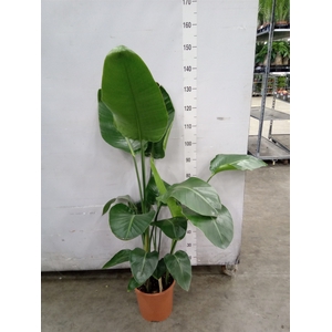 Strelitzia nicolai