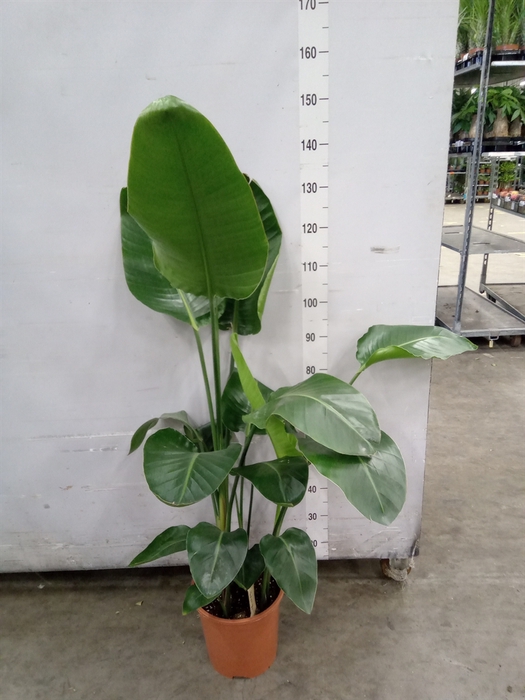 <h4>Strelitzia nicolai</h4>