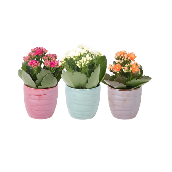 <h4>KP-833.1 - Kalanchoe Rosalina 6cm in shiny keramiek</h4>