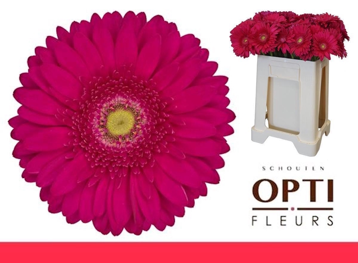 <h4>Gerbera Riley Water / Hoes</h4>