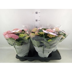 Hydrangea mac. 'Magical Evolution'