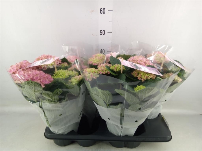 <h4>Hydrangea mac. 'Magical Evolution'</h4>