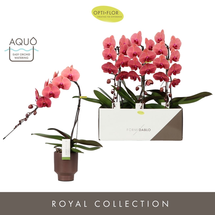 <h4>Phalaenopsis overig oranje (meerder</h4>
