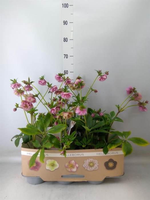 <h4>Helleborus ori.</h4>