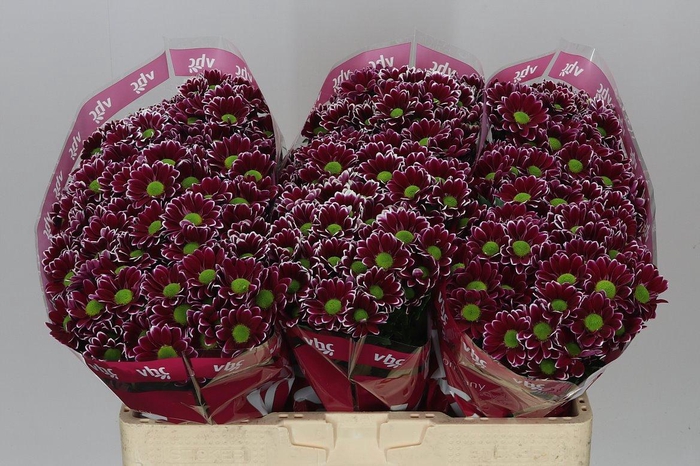 <h4>Sant Doppia</h4>