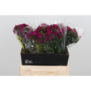 Di Barb Kiwi Fuchsia