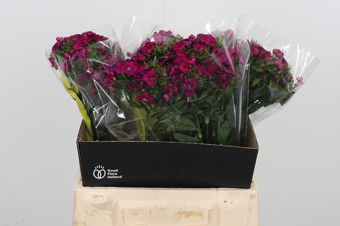 <h4>Di Barb Kiwi Fuchsia</h4>