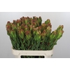 Leucadendron Laurel Yellow