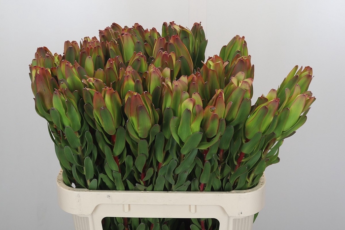 <h4>Leucadendron Laurel Yellow</h4>