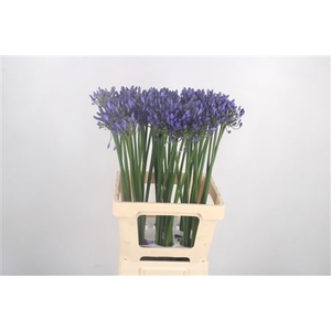 Agapanthus Uri Blue