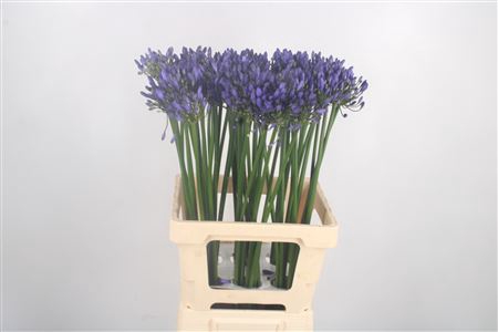 <h4>Agapanthus Uri Blue</h4>