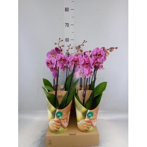 Phalaenopsis   ...lilac