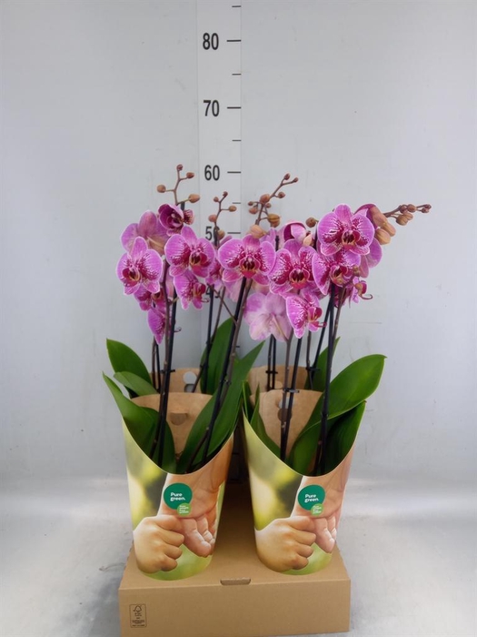 <h4>Phalaenopsis   ...lilac</h4>