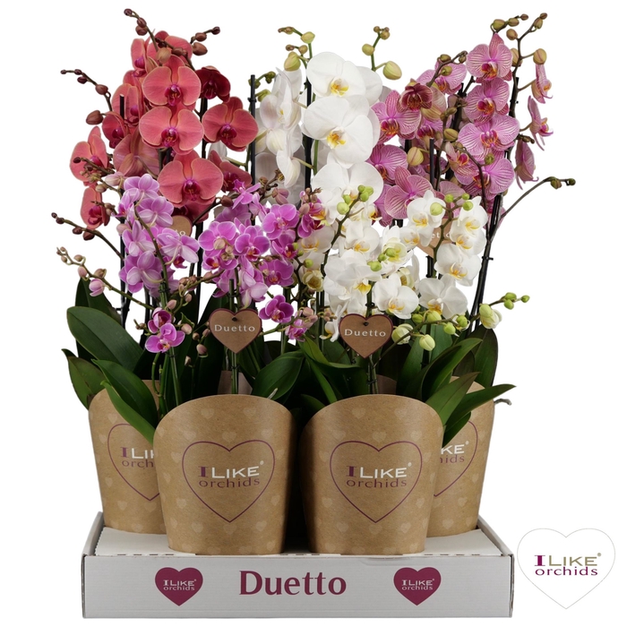 <h4>Phalaenopsis gemengd</h4>