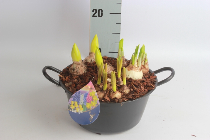 <h4>ARR BOL KNOLGEWAS</h4>