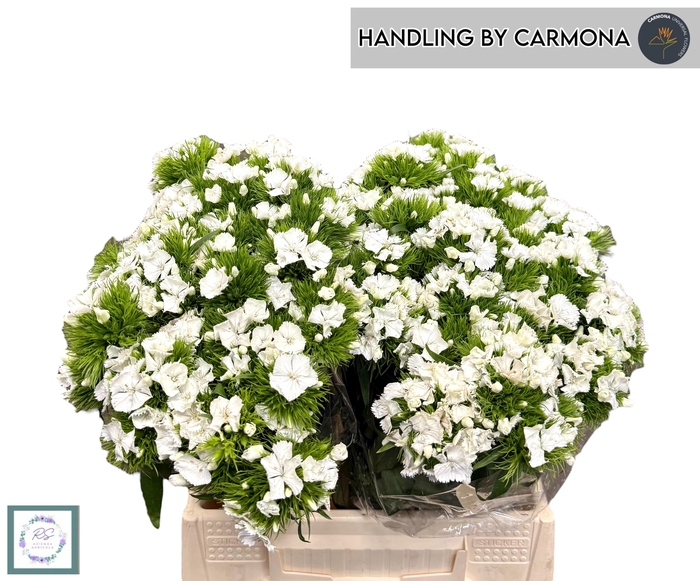 <h4>DI BARB BAR WHITE</h4>