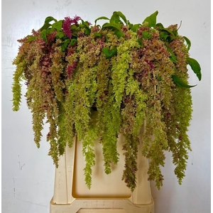 Amaranthus Spider Magic Iterson