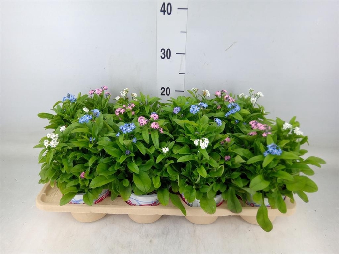 <h4>Myosotis   ...mix</h4>