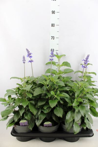 <h4>Salvia  'Mystic Spires Blue'</h4>