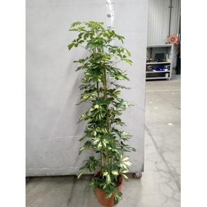 Schefflera arbor. 'Gold Capella'