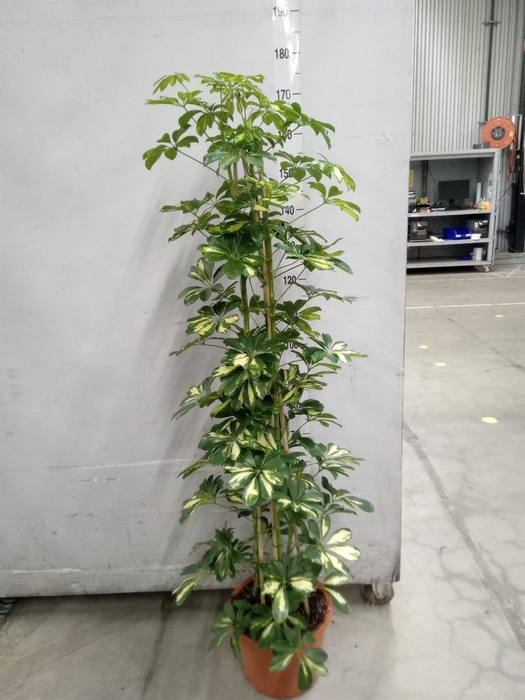 <h4>Schefflera arbor. 'Gold Capella'</h4>