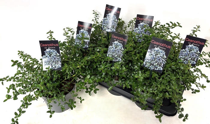 <h4>CEAN TH REPENS</h4>