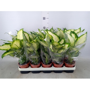 Dieffenbachia  'Camilla'