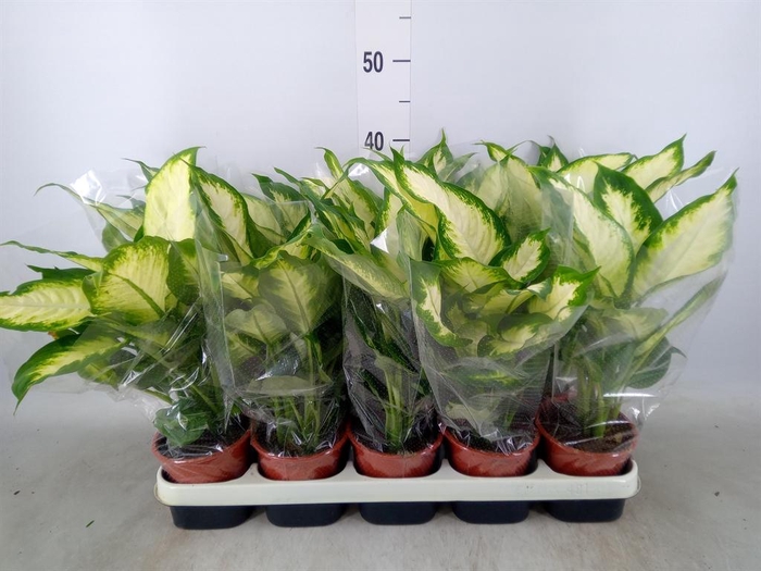 <h4>Dieffenbachia  'Camilla'</h4>